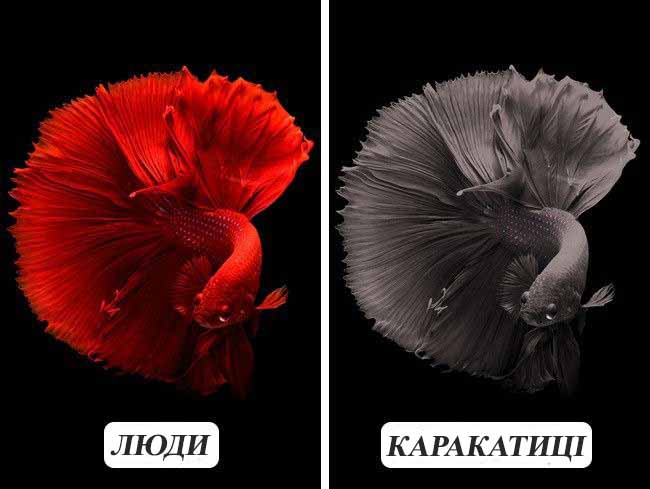 10 фотографій про те, як бачать тварини