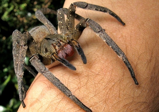 ᐈ 10 найбільших павуків у світі - великі павуки - самі великі 2024