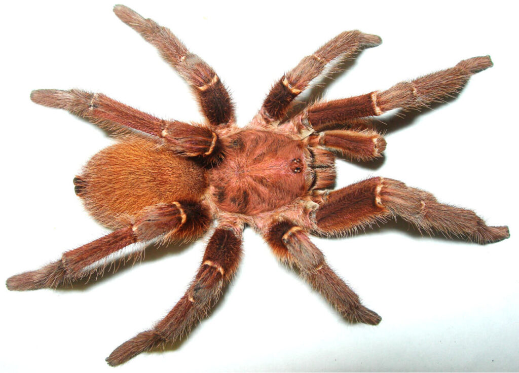 ᐈ 10 найбільших павуків у світі - великі павуки - самі великі 2024