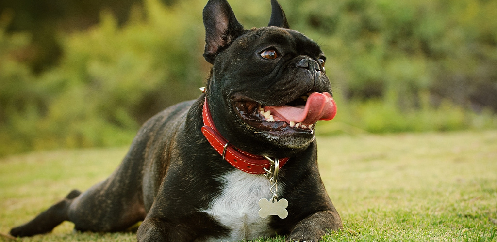 Чому собака часто дихає з відкритим ротом висунувши мову
