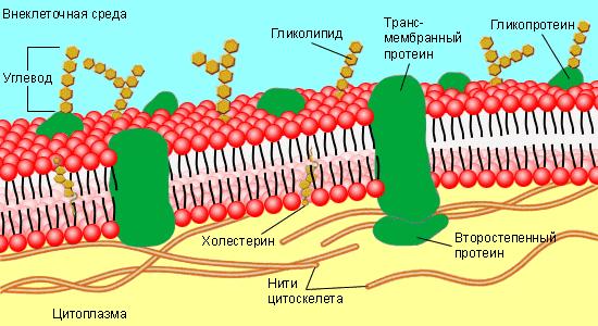 Функції білків - Яку роль відіграють білки в організмі людини?