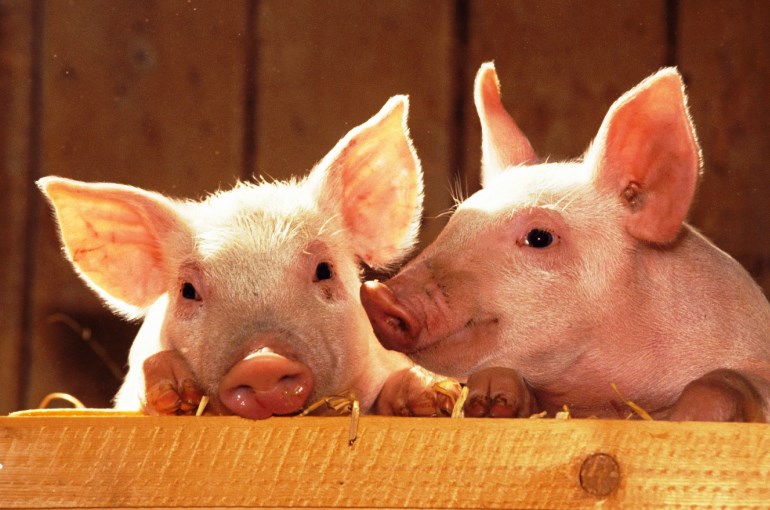 Как правильно выбрать и купить премикс для свиней в интернет-магазине?