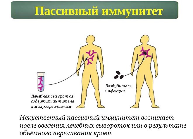 Пасивний імунітет - Що таке пасивний імунітет?