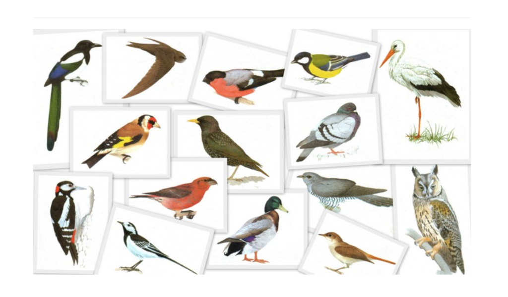 Перелітні птахи - Які перелітні птахи України?