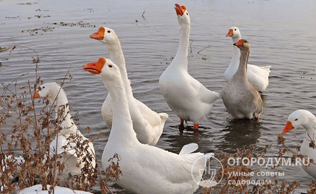 Породи гусей - Які бувають породи гусей?