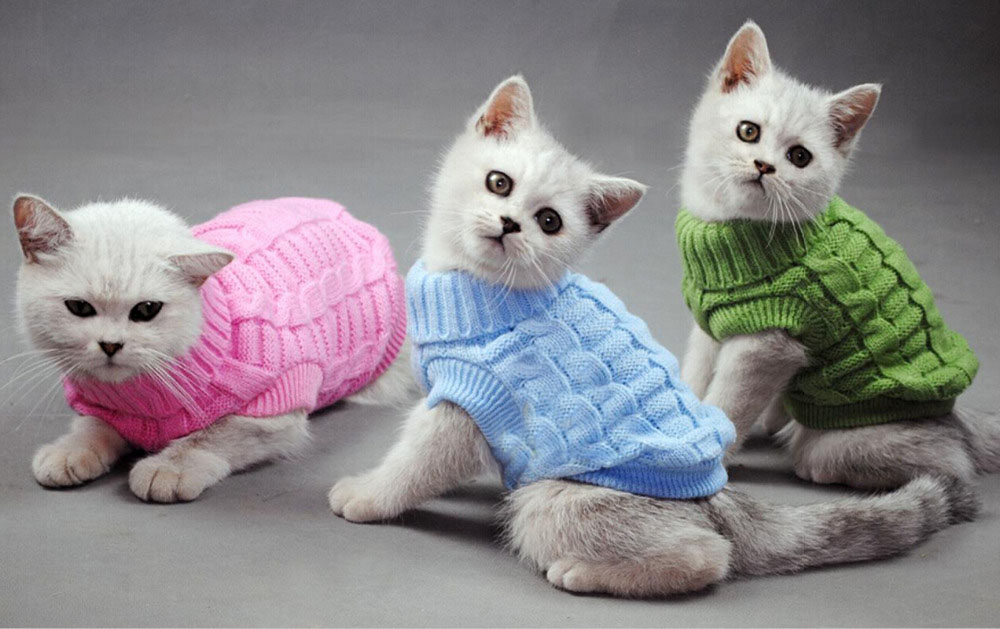 Серйозні помилки в догляді за котами, які роблять всі власники