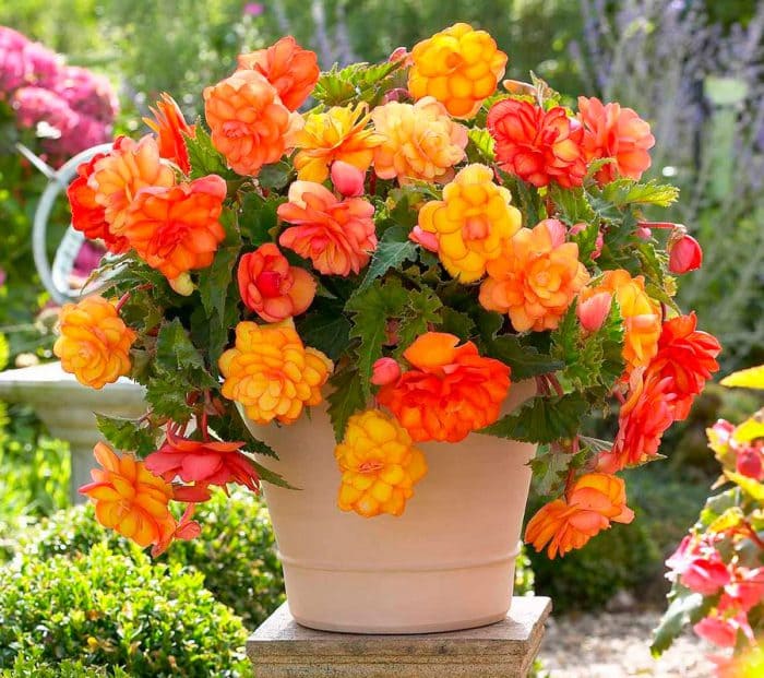 Топ-10 кімнатних рослин, які не варто тримати вдома Топ-10 кімнатних рослин, які не варто тримати вдома