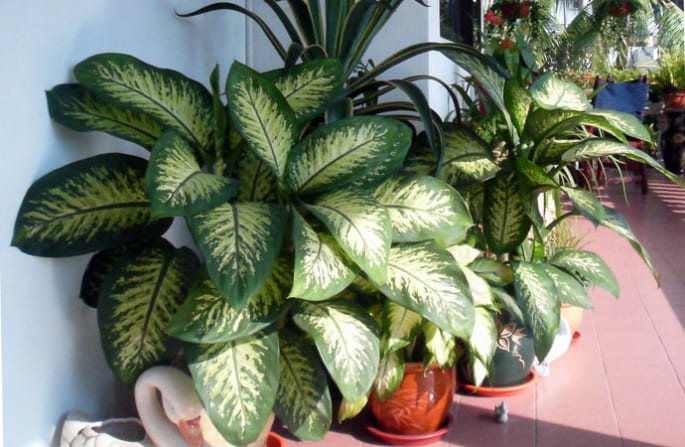 Топ-10 кімнатних рослин, які не варто тримати вдома Топ-10 кімнатних рослин, які не варто тримати вдома