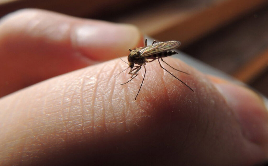 Укуси комарів - Як позбутися укусів комарів?