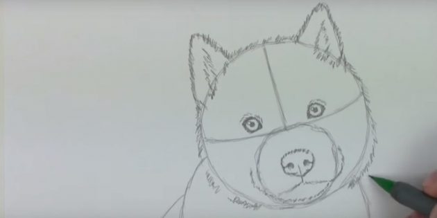 Як намалюати собаку - як поетапно намалювати собаку