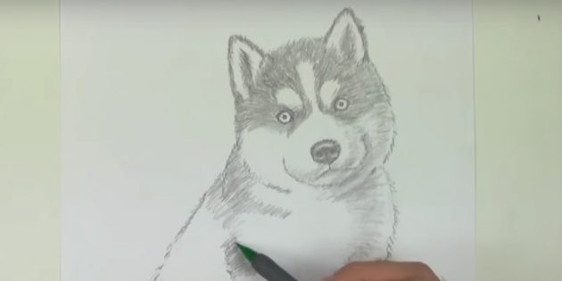 Як намалюати собаку - як поетапно намалювати собаку