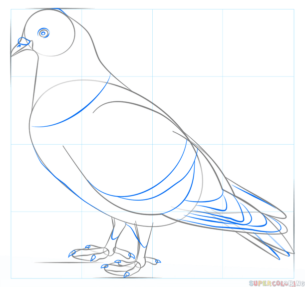 Як намалювати голуба - малюємо голуба поетапно різними способами