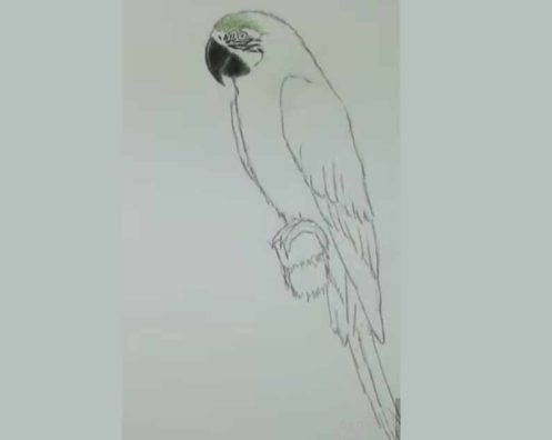 Як намалювати попугая - малюємо різні види попугаїв поетапно