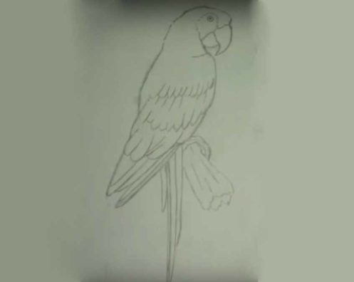 Як намалювати попугая - малюємо різні види попугаїв поетапно