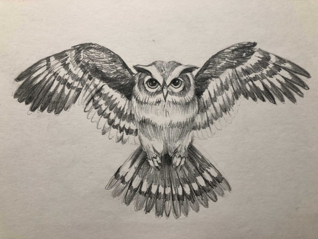 Як намалювати сову - малюємо сову поетапно