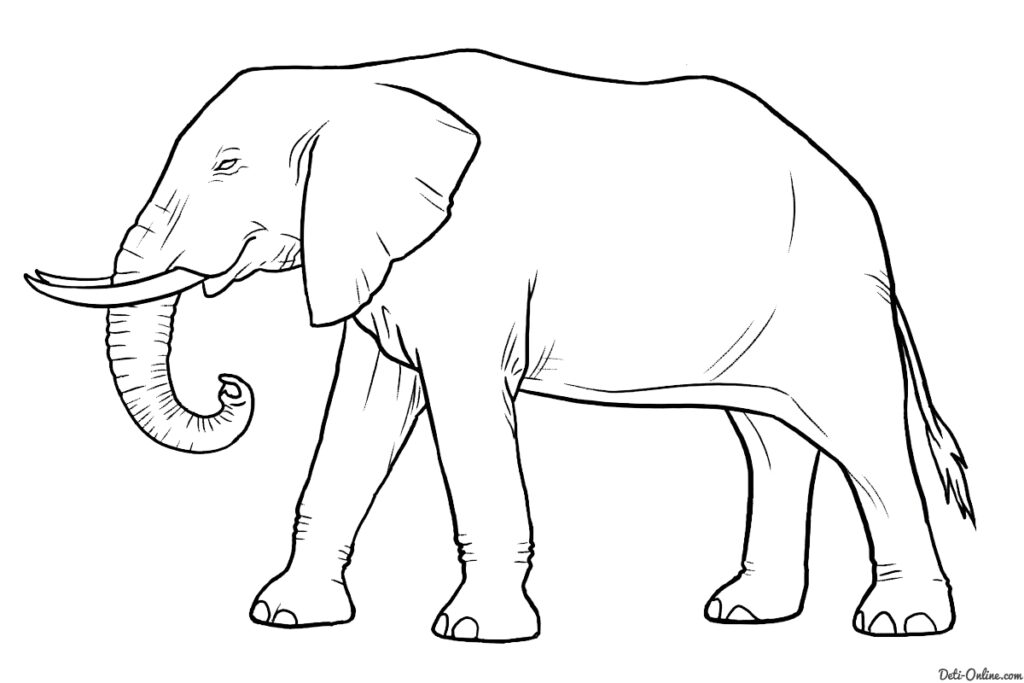Як намалювати тварину - наводимо приклади малювання тварин