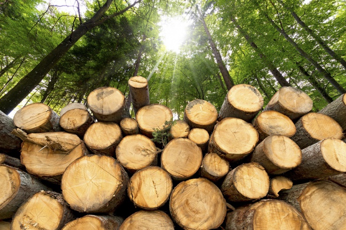 Як проходять біржові торги необробленою деревиною в Україні