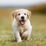 Необходимые ветеринарные препараты для щенков: введение, основные виды и рекомендации