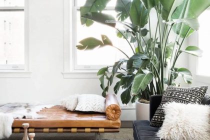 Роль використання живих рослин у сучасному дизайні інтер'єру