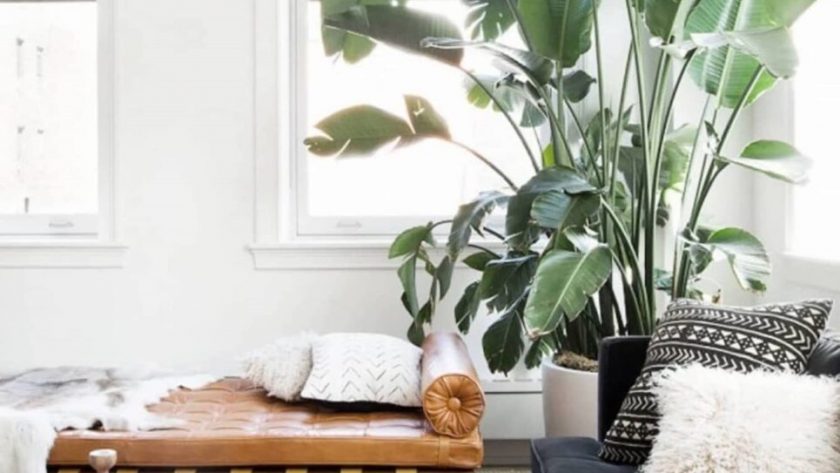 Роль використання живих рослин у сучасному дизайні інтер'єру