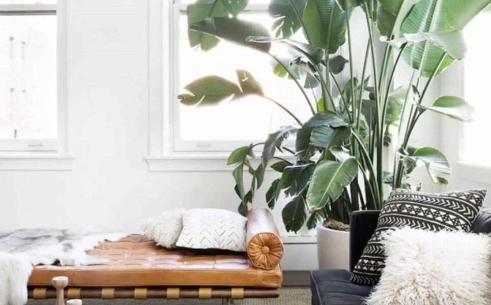 Роль використання живих рослин у сучасному дизайні інтер'єру