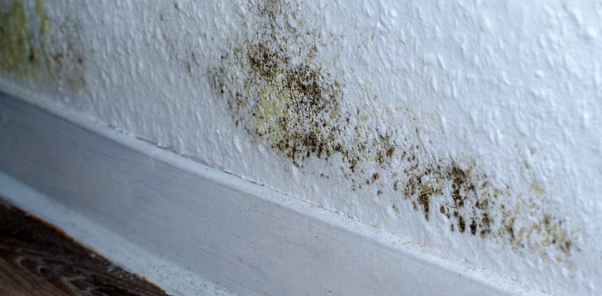 Удаление плесени и грибка: причины обратиться к профи