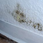 Удаление плесени и грибка: причины обратиться к профи