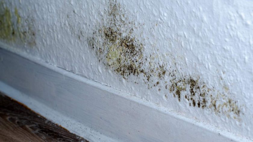 Удаление плесени и грибка: причины обратиться к профи
