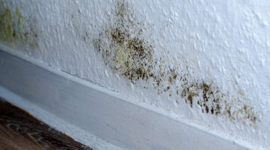 Удаление плесени и грибка: причины обратиться к профи